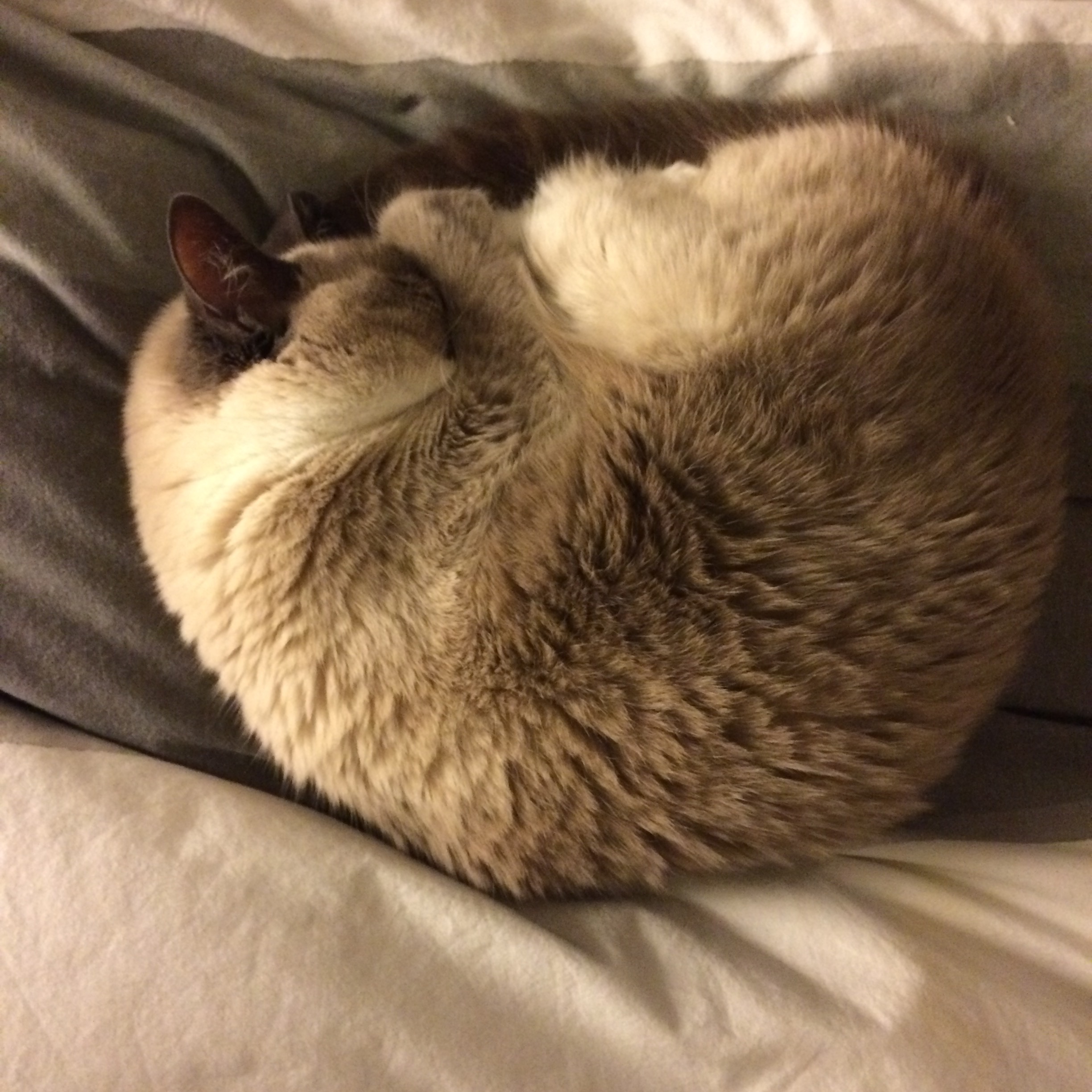Siamese cat curled up on itself, head tucked under paw, in a neat circle.