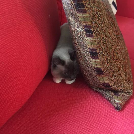 Siamese cat hiding behind a pillow while crouching on a red couch. 